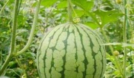 湖州吃瓜最新事件爆料,揭秘最新事件幕后真相
